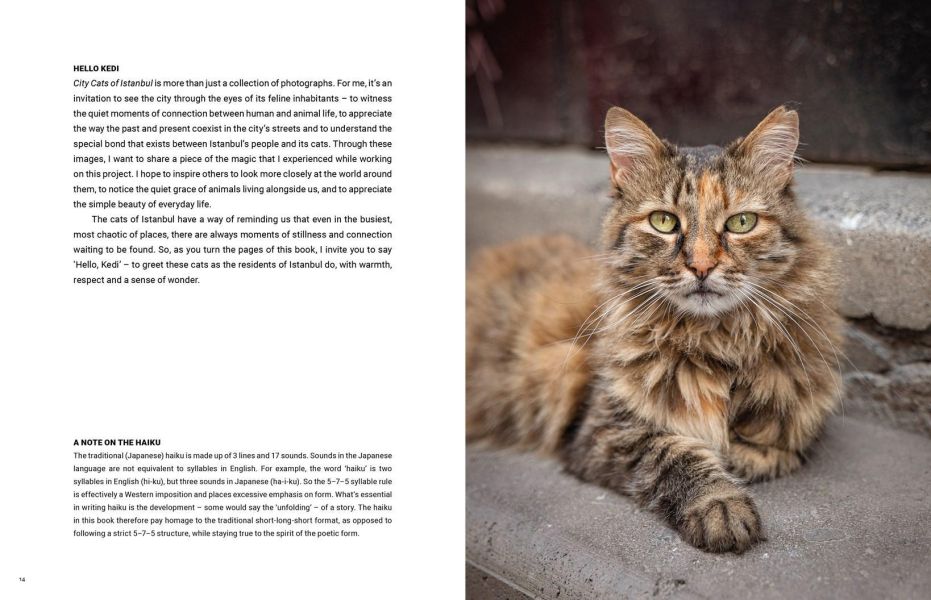 City Cats of Istanbul(貓咪市民：伊斯坦堡的街頭靈魂) 