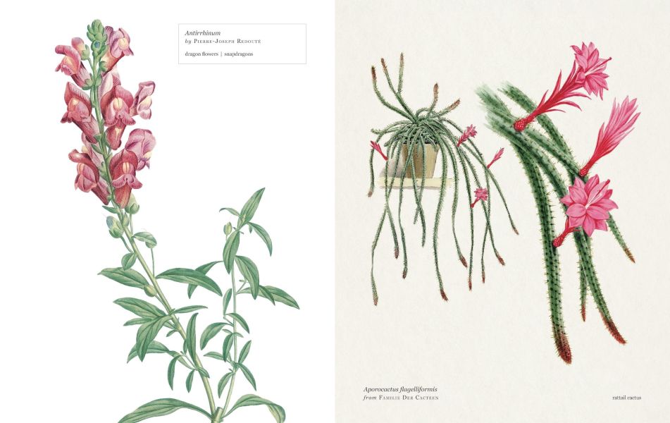 Biblioflora: A Celebration of Floral Beauty in Botanical Art(書香花卉：禮讚植物插畫藝術) 