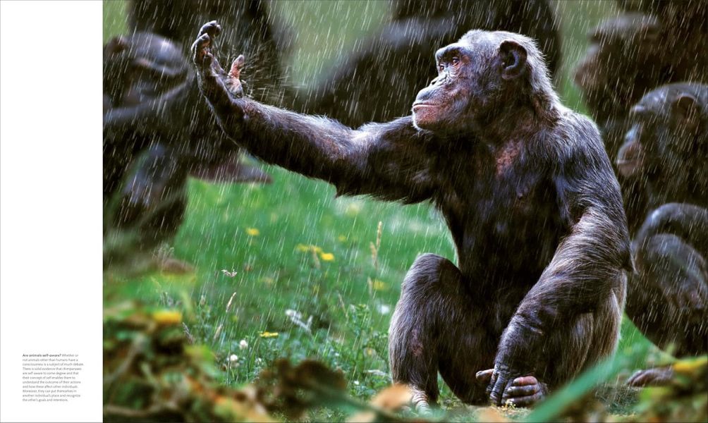 DK Animal Behaviour(動物行為百科) 