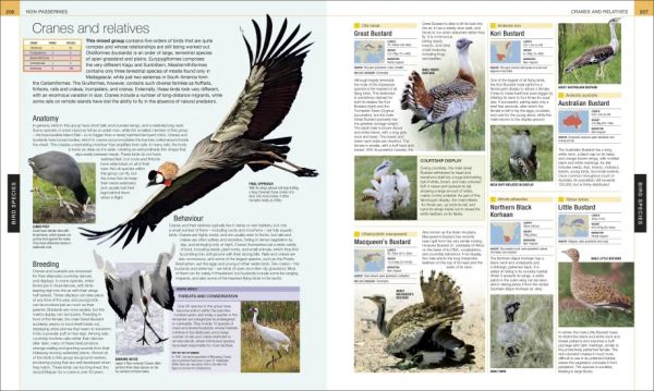 DK Bird: The Definitive Visual Guide(鳥類大百科 增修版) 