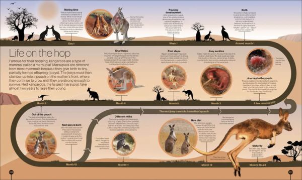 DK Timelines of Nature(自然簡史) 