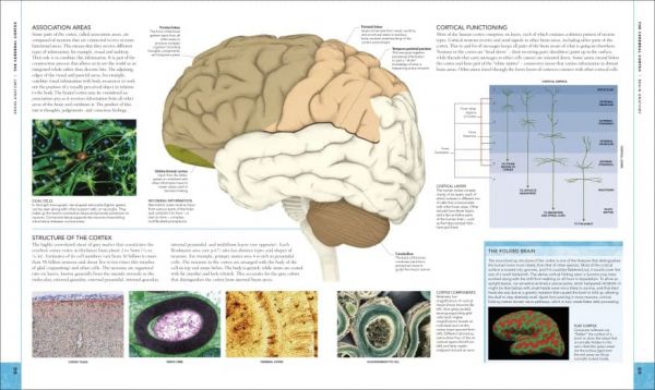 DK The Brain Book (大腦百科) 
