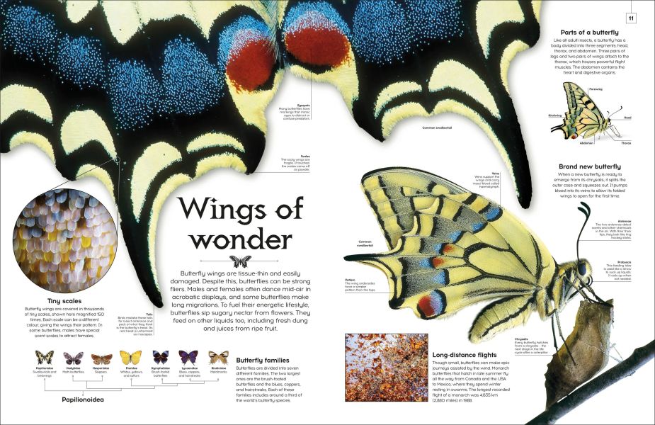 DK Shapes of Nature(大自然的形狀) 