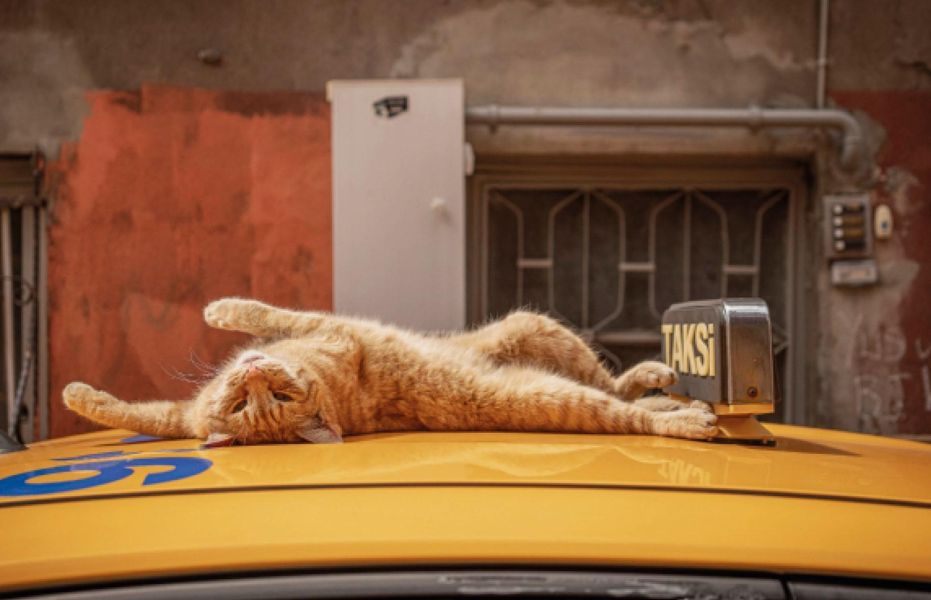City Cats of Istanbul(貓咪市民：伊斯坦堡的街頭靈魂) 