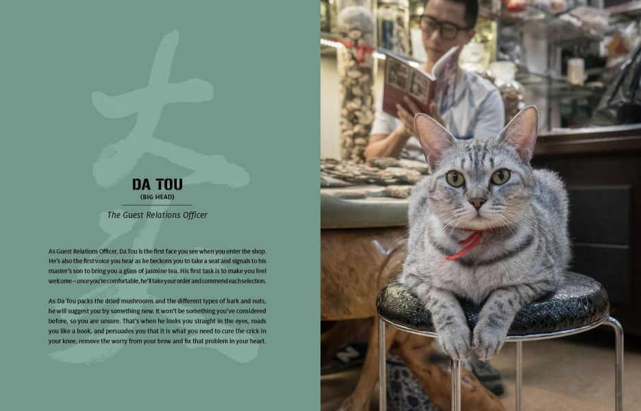 Shop Cats of China(中國街頭的店鋪貓：老店裡的守護者) 
