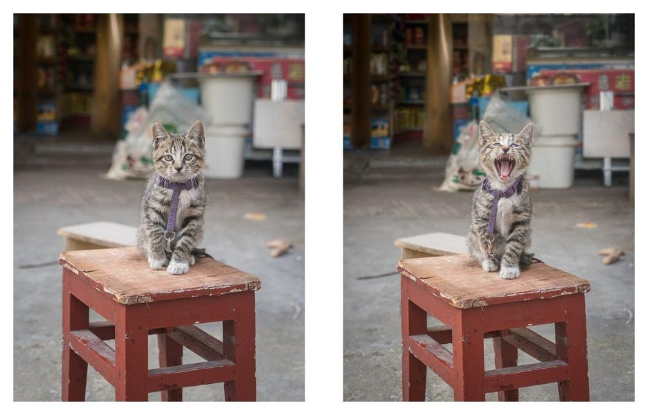 Shop Cats of China(中國街頭的店鋪貓：老店裡的守護者) 