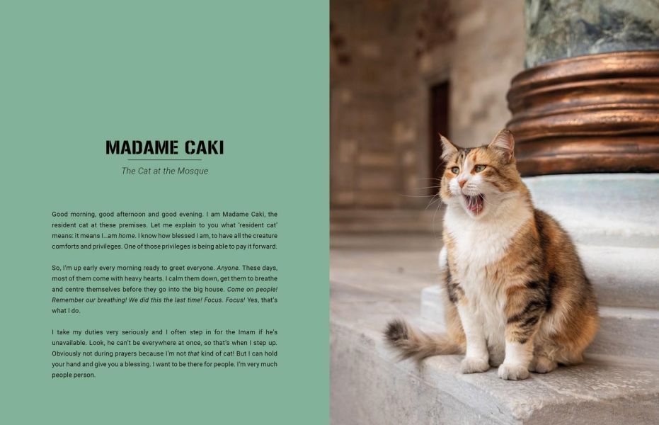 City Cats of Istanbul(貓咪市民：伊斯坦堡的街頭靈魂) 