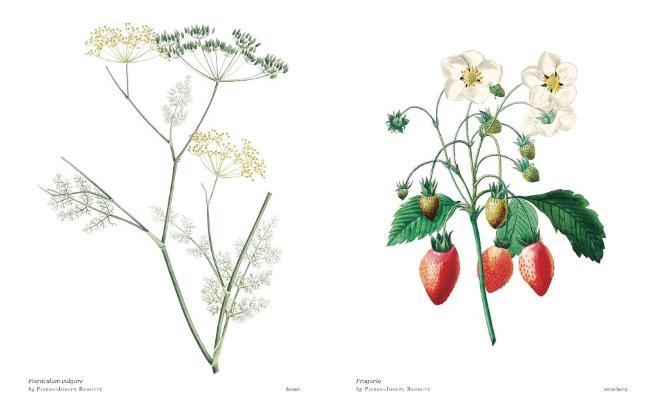 Biblioflora: A Celebration of Floral Beauty in Botanical Art(書香花卉：禮讚植物插畫藝術) 