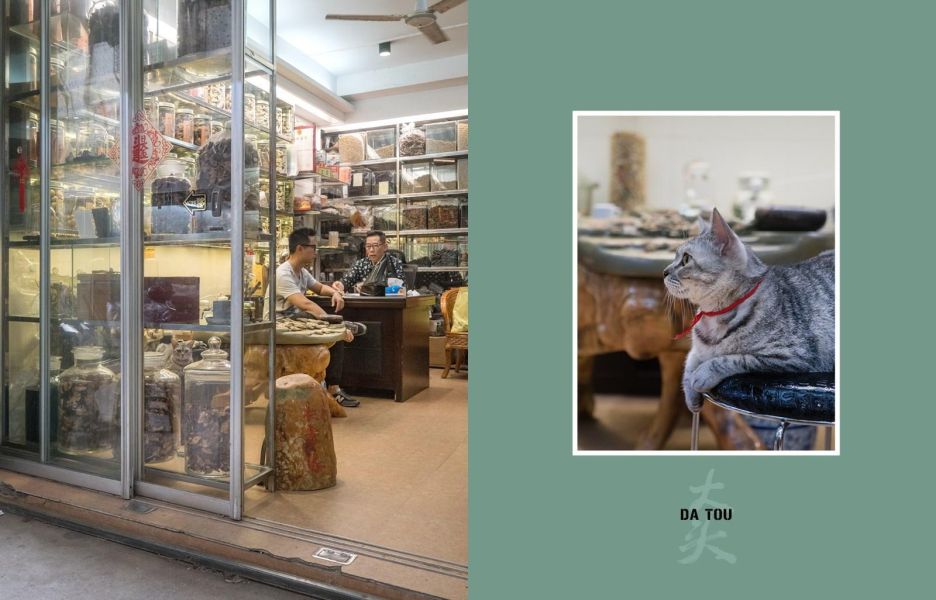 Shop Cats of China(中國街頭的店鋪貓：老店裡的守護者) 