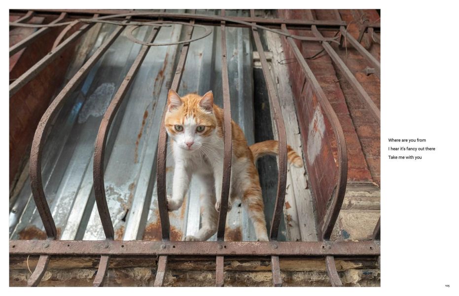 City Cats of Istanbul(貓咪市民：伊斯坦堡的街頭靈魂) 