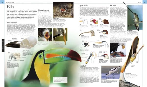 DK Bird: The Definitive Visual Guide(鳥類大百科 增修版) 