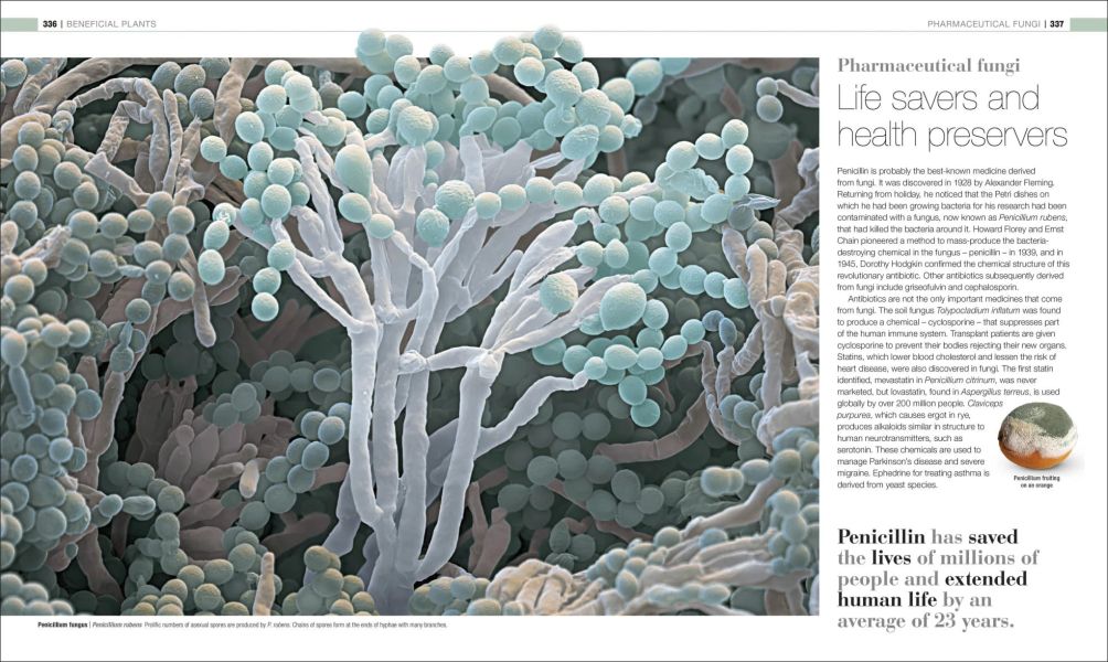 DK Plants and Fungi The Definitive Visual Guide(植物與真菌大百科) 