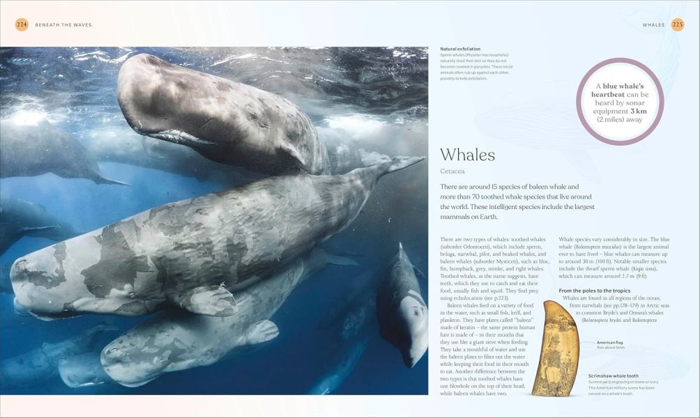 DK The Ocean Book: The Stories, Science, and History of Oceans(海洋：故事、科學&歷史) 