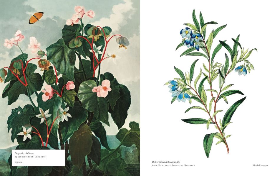 Biblioflora: A Celebration of Floral Beauty in Botanical Art(書香花卉：禮讚植物插畫藝術) 