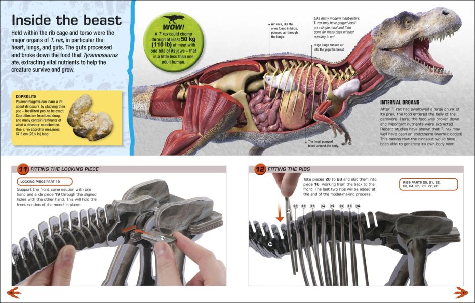 DK Make Your Own T. Rex(霸王龍骨骼模型組) 