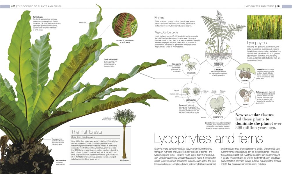 DK Plants and Fungi The Definitive Visual Guide(植物與真菌大百科) 