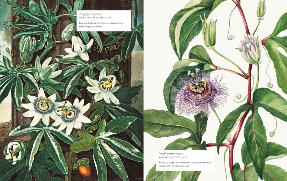 Biblioflora: A Celebration of Floral Beauty in Botanical Art(書香花卉：禮讚植物插畫藝術) 