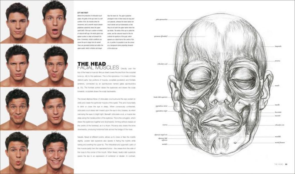 DK Anatomy for the Artist (寫給藝術家的解剖學百科) 