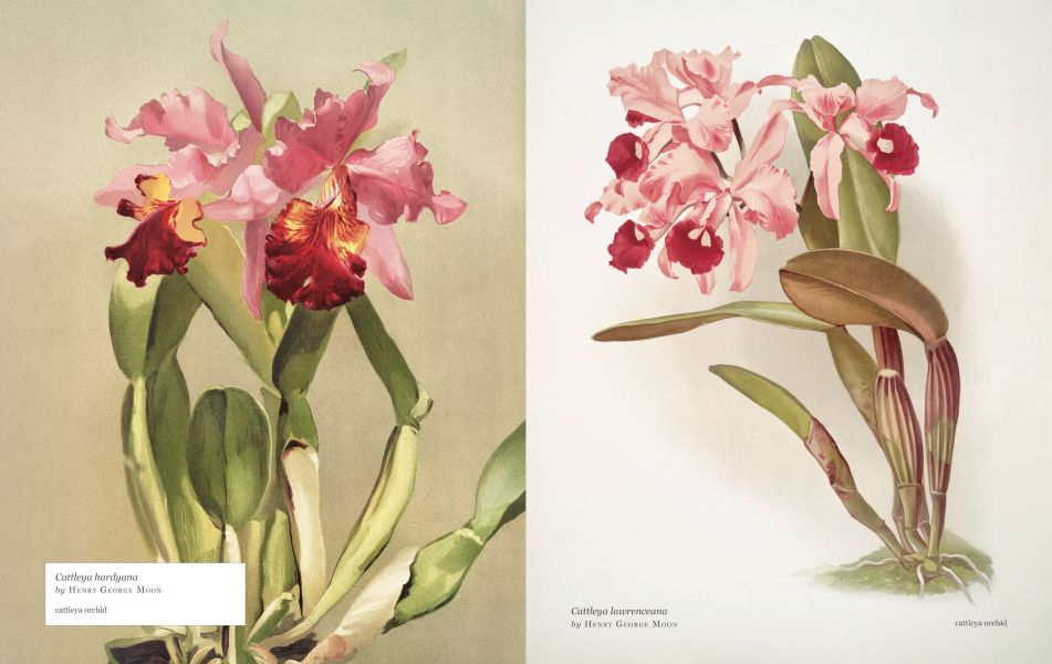 Biblioflora: A Celebration of Floral Beauty in Botanical Art(書香花卉：禮讚植物插畫藝術) 