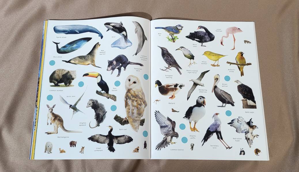 DK Sticker Encyclopedia Animals (動物百科貼紙書) 