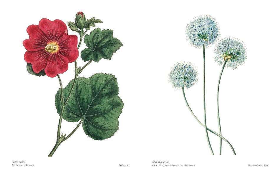 Biblioflora: A Celebration of Floral Beauty in Botanical Art(書香花卉：禮讚植物插畫藝術) 