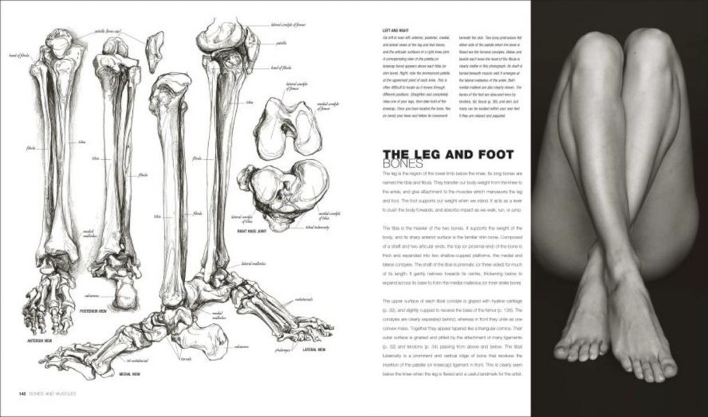 DK Anatomy for the Artist (寫給藝術家的解剖學百科) 