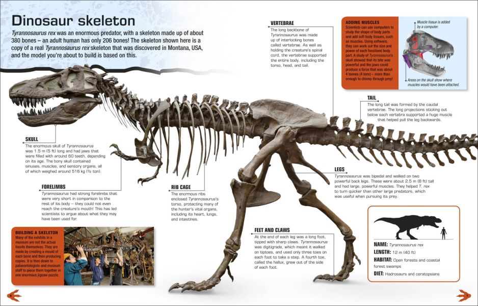DK Make Your Own T. Rex(霸王龍骨骼模型組) 