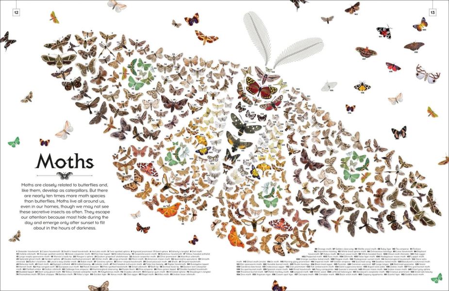 DK Shapes of Nature(大自然的形狀) 
