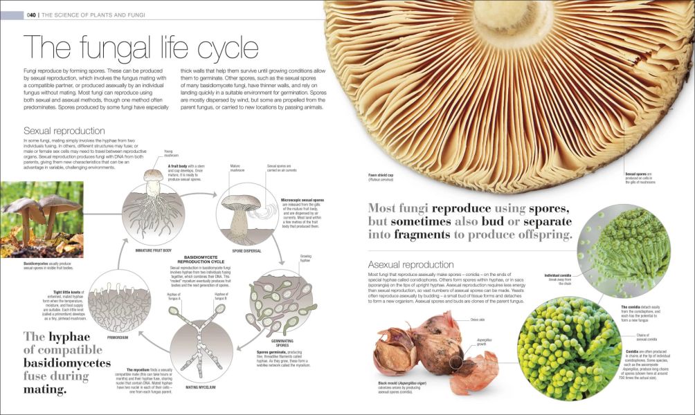 DK Plants and Fungi The Definitive Visual Guide(植物與真菌大百科) 