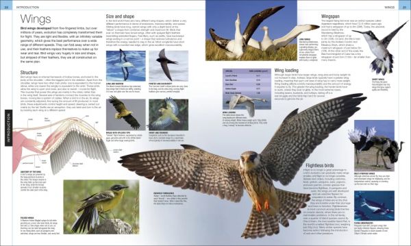 DK Bird: The Definitive Visual Guide(鳥類大百科 增修版) 